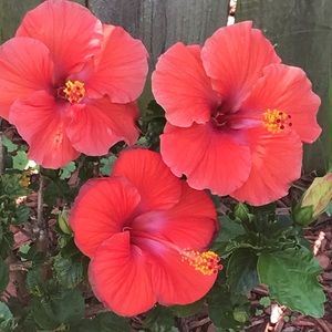 Meet your Posher, Maxine